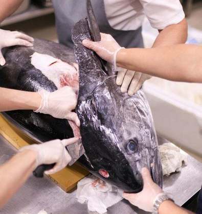 O corte mais caro do Atum Azul – pelo fato de ter mais gordura – é o toro, que fica na barriga.