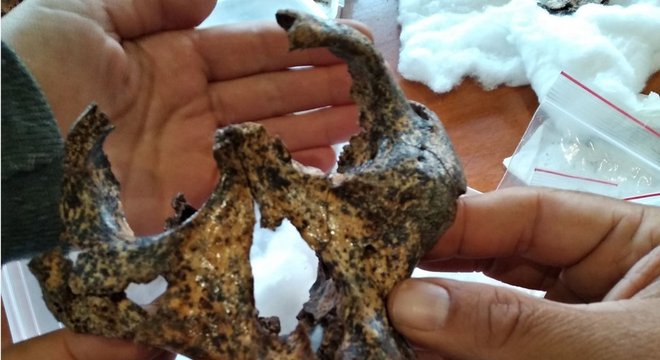 O crânio levou mais de 300 horas para ser montado
