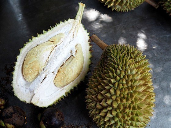 O cultivo de durians pode ser feito em quintais de residências ou nas matas. 