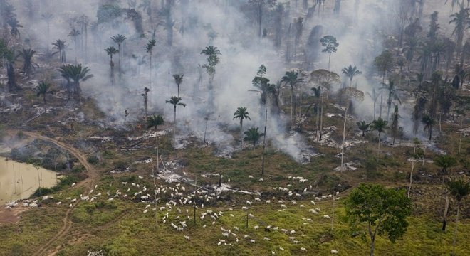  O desmatamento na Amazônia causado por ação humana é um dos grave problemas ambientais do planeta

