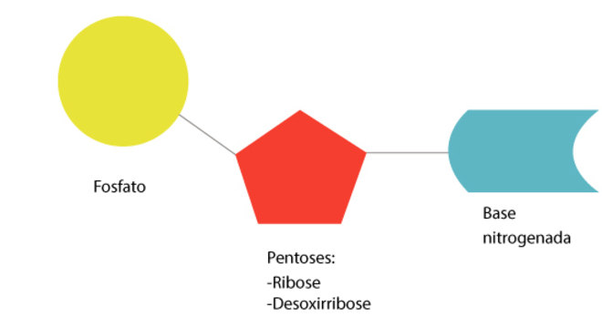 O DNA e suas informações