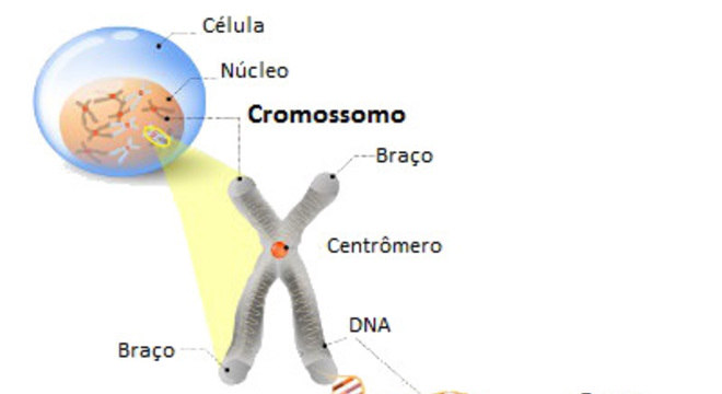 O DNA e suas informações