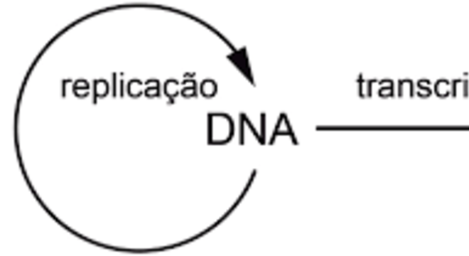 O DNA e suas informações