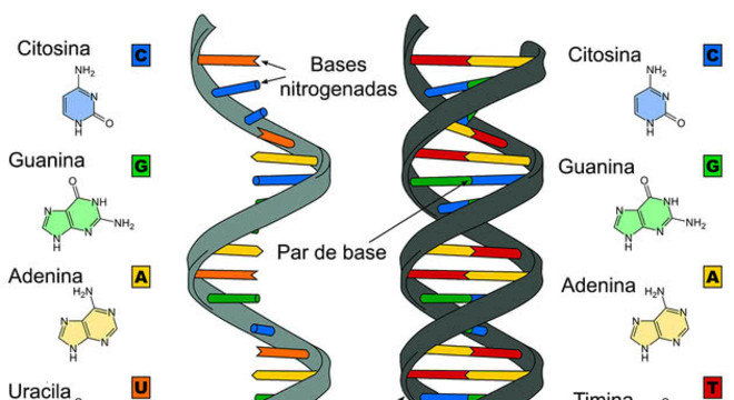 O DNA e suas informações