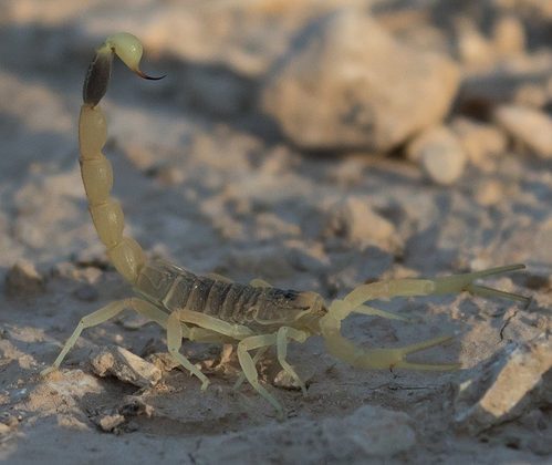 O escorpião amarelo da Palestina é encontrado principalmente no Oriente Médio e Norte da África, mas também pode ser encontrado em outras partes do mundo devido ao comércio de animais exóticos.