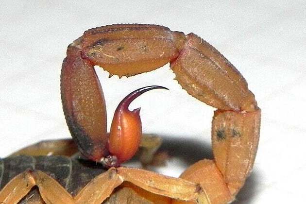 O escorpião amarelo é pequeno, medindo até 7cm de comprimento, mas seu veneno é perigoso, pois age no sistema nervoso do ser humano.