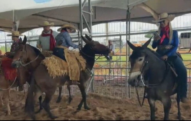 O evento em Goiás celebra a cultura e a paixão dos criados de mulas, também chamados de muares, dependendo da região do Brasil