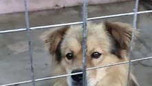 Instituição faz campanha contra festival chinês de consumo de carne de cachorros