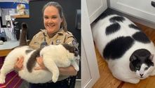 Gato com 18 quilos é adotado e nova tutora tem missão importante