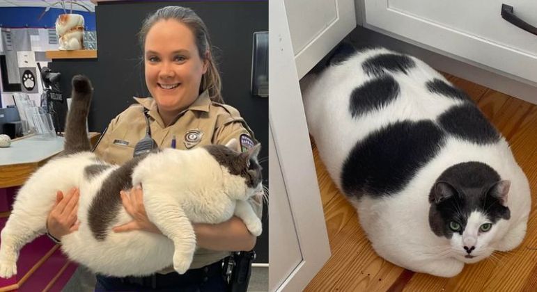 O gato Patches, de 18 quilos, foi adotado e conseguiu um novo lar