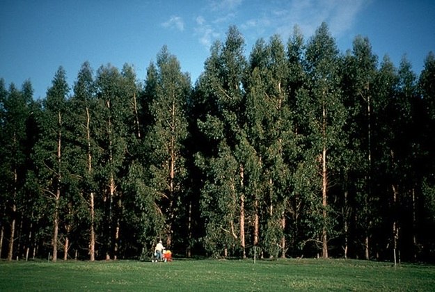 O gênero Eucalyptus inclui mais de 700 espécies, quase todas originárias da Austrália.