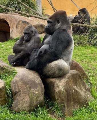 O gorila Kaius nasceu em um ambiente selvagem, em outubro de 2022. Sua mãe, Kipensi, de 10 anos de idade, e seu pai, Kisane, de 17, foram pais pela primeira vez.