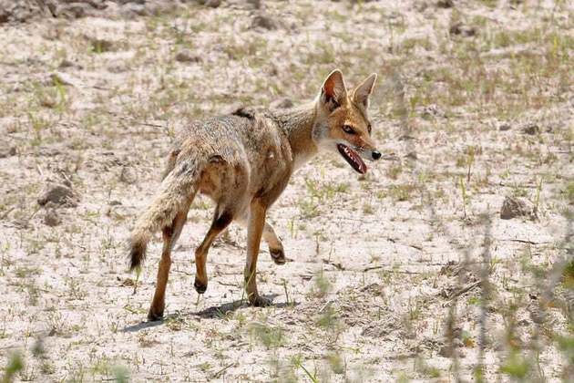 O graxaim-do-campo (Lycalopex Gymnocercus) assemelha-se a uma raposa, tem pelagem bege e cinza e é uma espécie endêmica em algumas regiões da América do Sul.