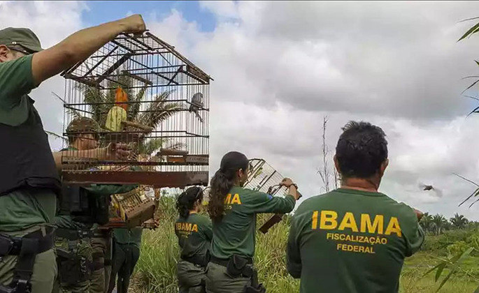 O Ibama, Instituto Brasileiro do Meio Ambiente e dos Recursos Naturais Renováveis, exigiu que ele entregasse o animal até o dia 24 de maio.