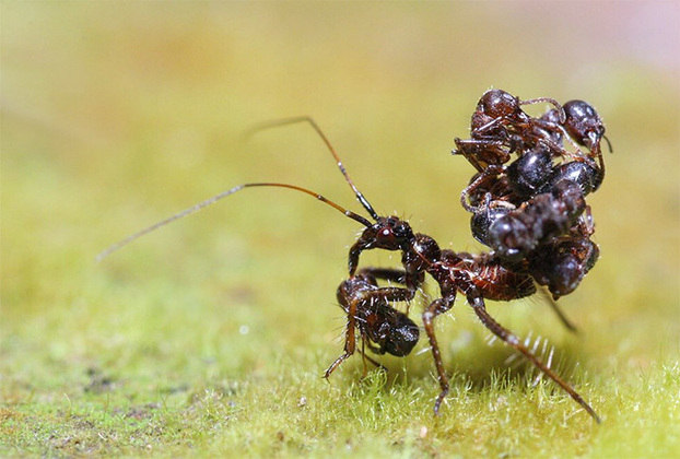 O ‘Inseto Assassino’ é uma espécie de percevejo que vive em florestas tropicais. Sua alimentação é bem variada: abelhas, aranhas, formigas. 