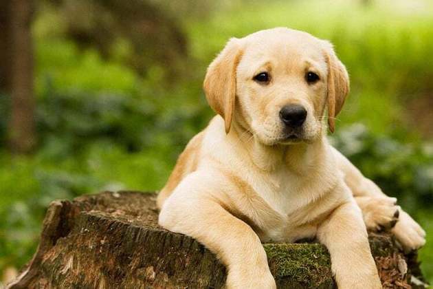 O Labrador é sempre lembrado no quesito companheirismo. Amoroso e parceiro, não à toa é muito usado como cão de terapia.