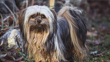Lhasa apso: conheça os cães leais, mas que podem ser teimosos e independentes demais