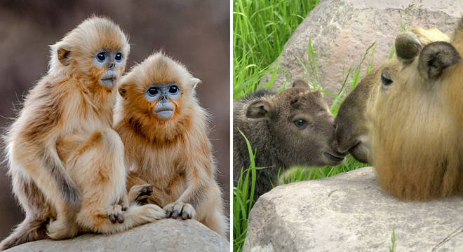 O macaco-dourado de nariz arrebitado (à esquerda) e a cabra gnu, ou Takin (à direita), estão na lista