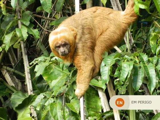 O macaco-prego é um primatas nativo da América do Sul. Ele tem porte médio, pesa entre 1,3 kg e 4,8 kg, e mede cerca de 48 cm de comprimento