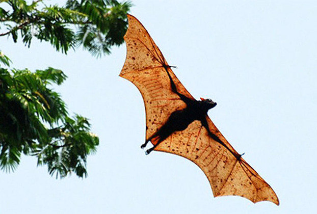 O maior morcego do mundo é o dourado-filipino. Ele chega a ter um metro de altura e 1,70 metro de comprimento com as asas abertas. 