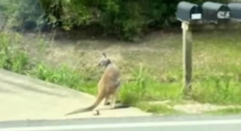 O marsupial, chamado Baxter, foi visto andando pelas ruas e acabou sendo recuperado e levado de volta para casa. 