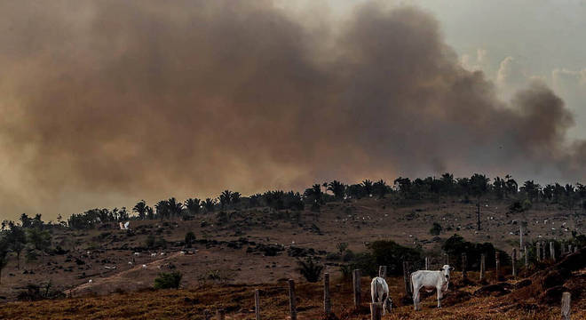 O gado emite metano, o que é prejudicial para a atmosfera (Gabriela Biló/Agência Estado — 27.08.2019)