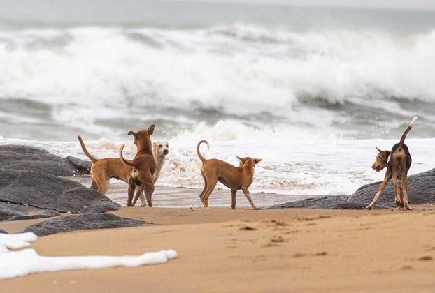 O nome das Ilhas Canárias se deve à grande quantidade de cães na época de seu descobrimento