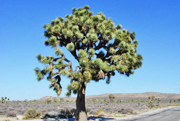 O nome se deve à chamada Árvore de Josué (na tradução), que tem um formato único e que é muito abundante na região.