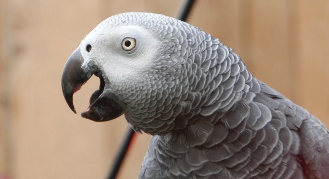O papagaio-cinzento africano é uma das espécies em risco devido à perda de habitat e comércio de vida selvagem