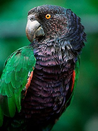 O papagaio imperial é uma ave endêmica da Dominica, que tornou-se ave nacional, um símbolo do país.