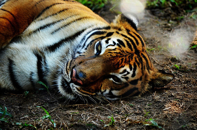 O parque é habitat de grande variedade de flora e fauna, com várias espécies raras e ameaçadas de extinção de animais, pássaros, répteis e vida marinha. Destaque para os tigres de Bengala.