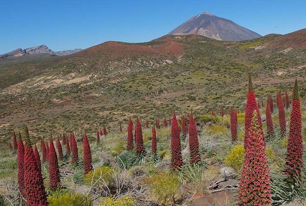 O Parque Nacional del Teide é declarado Patrimônio Mundial. 