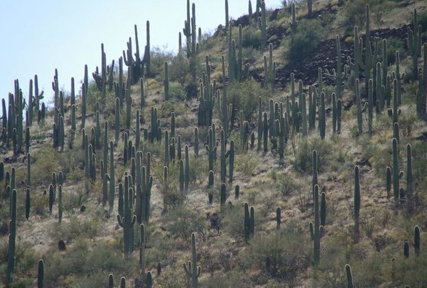 O Parque Nacional Saguaro é um dos destinos mais procurados de Tucson. O lugar abriga milhares de cactos saguaro, alguns dos quais têm mais de 150 anos!