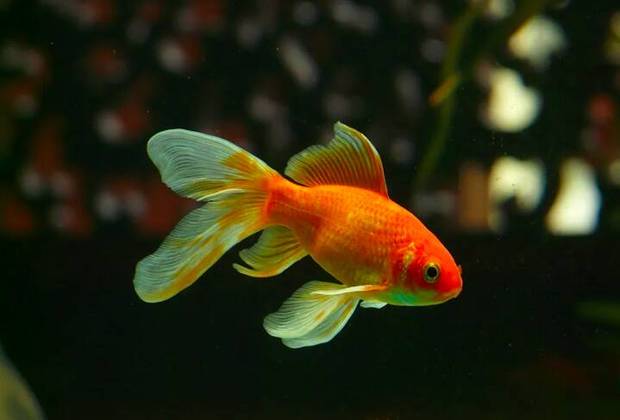 O peixe dourado é uma variedade de carpa originária do leste da Ásia, destinada principalmente para embelezar os ambientes e frequentemente associada à sorte.