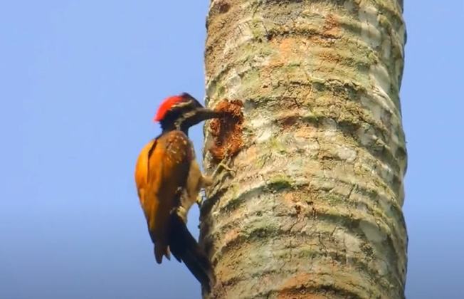 O pica-pau é reconhecido como uma ave com traços específicos e marcantes da natureza, e um dos motivos para isso é sua rapidez para bicar um tronco de árvore. Alguns conseguem chegar na incrível marca de cem bicadas em sessenta segundos.