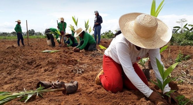 O plantio de mudas também é uma das técnicas usadas para a restauração de paisagens florestais