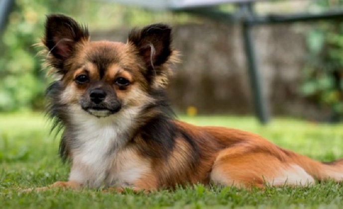 O primeiro lugar desse ranking está o Chihuahua, que vive por volta de 18 anos e se destaca por ser extremamente agitado e animado.
