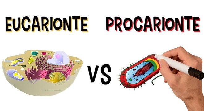 O que é citologia? Saiba como é a estrutura no interior das células