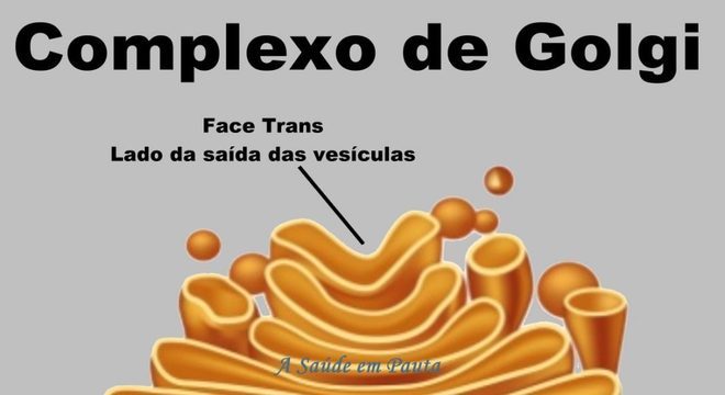 O que é citologia? Saiba como é a estrutura no interior das células