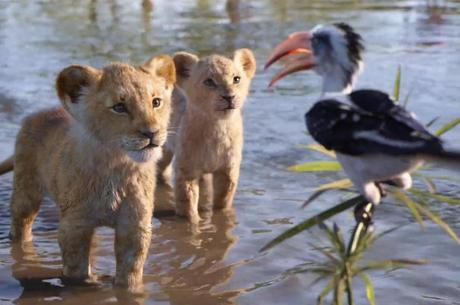 Simba e Nala ainda como filhotes e Zazu