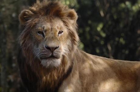 O realismo de Simba na nova versão impressiona