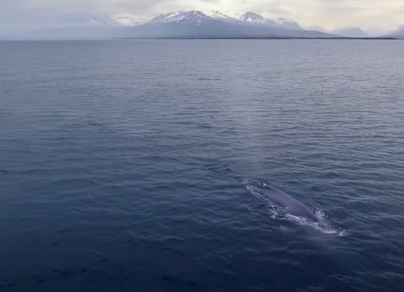 O som mais alto do mundo é da baleia-azul, já que o seu manifesto sonoro pode chegar a nada mais nada menos que 800 km de distância.