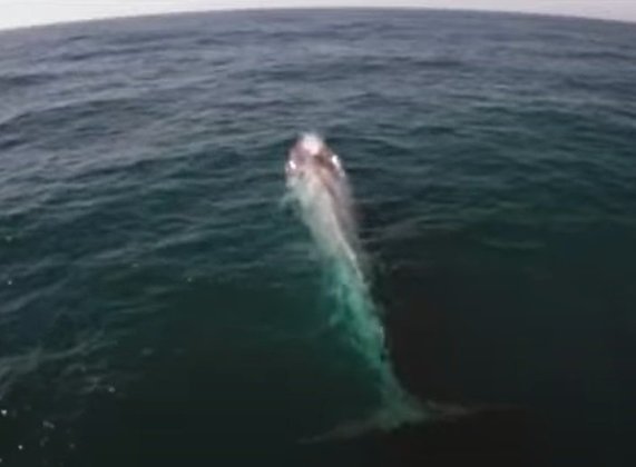 O som mais alto do mundo é da baleia-azul, já que o seu manifesto sonoro pode chegar a nada mais nada menos que 800 km de distância.