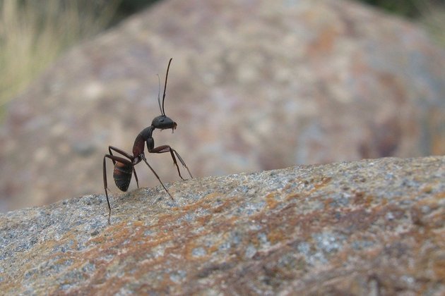 O tempo de vida das formigas varia. As operárias vivem entre 3 meses e 3 anos. As rainhas podem chegar a 20 anos. Os machos morrem após a cópula. 