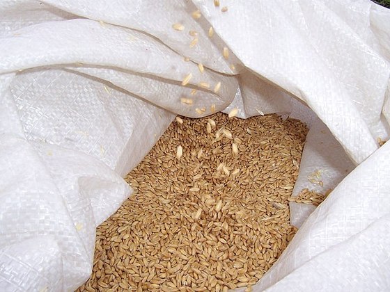 O trigo é considerado pela Embrapa (Empresa Brasileira de Agropecuária) o cereal mais importante do mundo.
