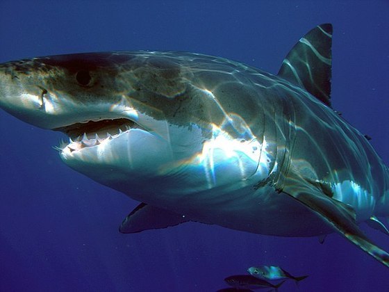 O tubarão-branco tem expectativa de vida de 70 anos. Chegou a ser considerado o maior predador do oceano, mas depois perdeu o pódio para a orca, que é sua predadora.