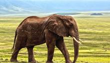 Elefante raivoso mata 16 pessoas após ser expulso de bando por rival