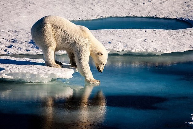 O urso polar (ursus maritimus na nomenclatura científica) é um predador onívoro, comendo quase de tudo. Porém, sua principal fonte de energia é a insubstituível gordura de foca.