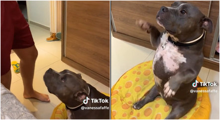 O vídeo da reação da cadela ao ver o tutor dançar já chegou a mais de 2,3 milhões de visualizações