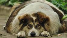 Obesidade canina: número cresce a cada ano e doença pode causar problemas em órgãos do animal